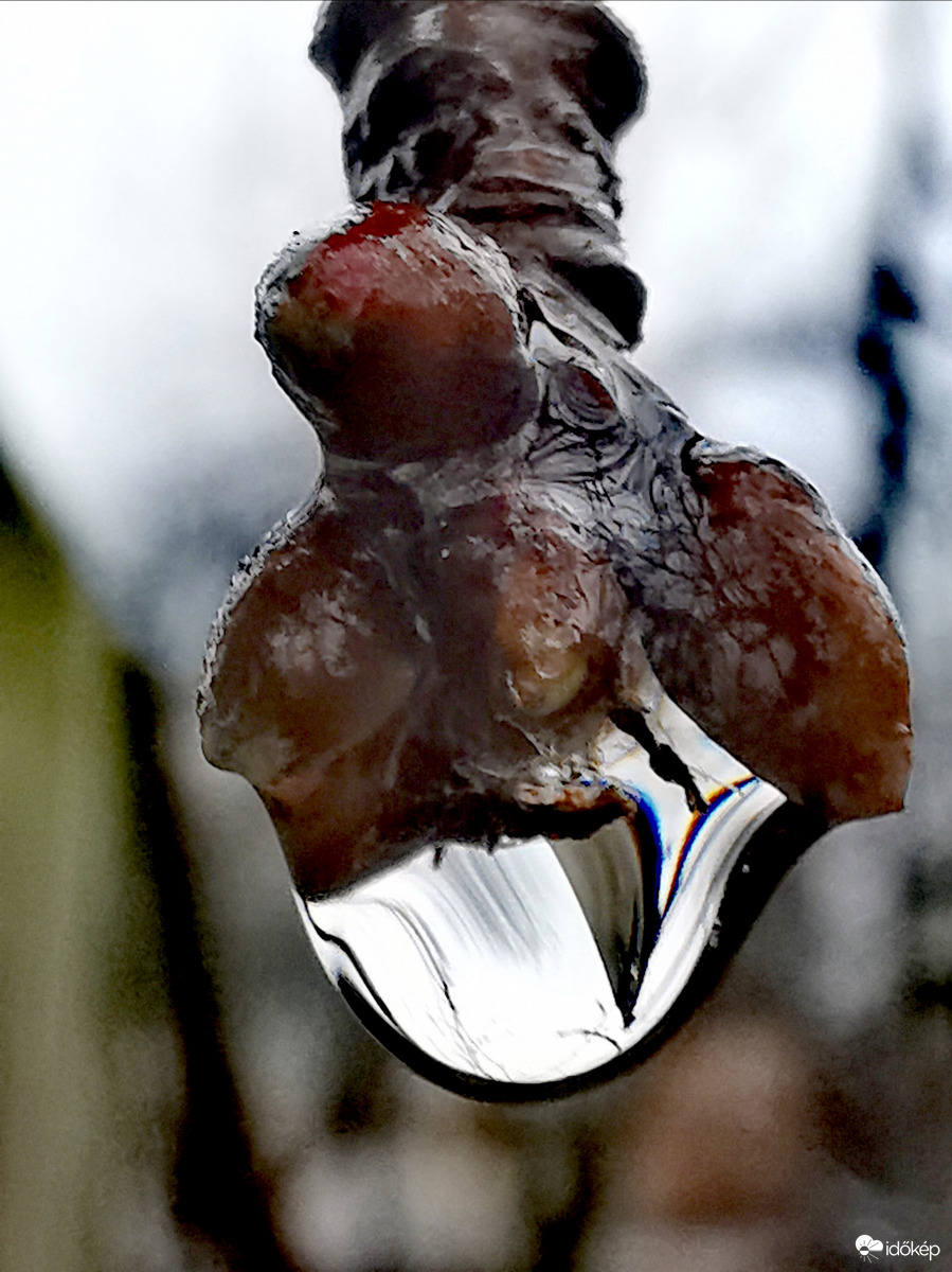 Csepp és rügy kapcsolata...