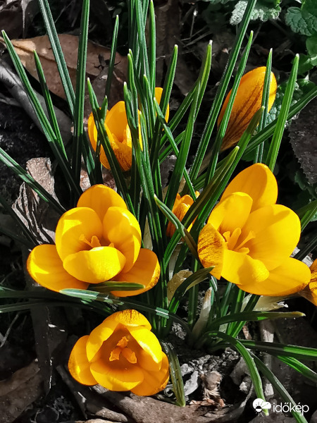 Ők is kinyíltak a napsütésben...