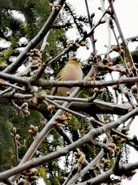 Dalos ajkú madárka... :-)