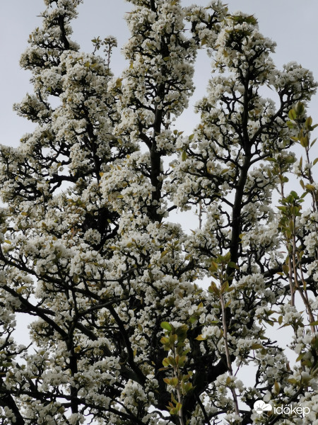 A több, mint hetven éves körtefánk...