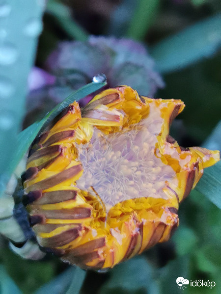 Szirmai közé zárja az esőt...