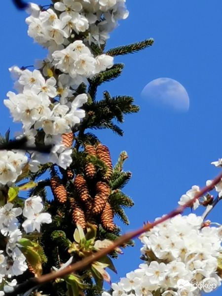 Cseresznyefa, fenyő és a Hold