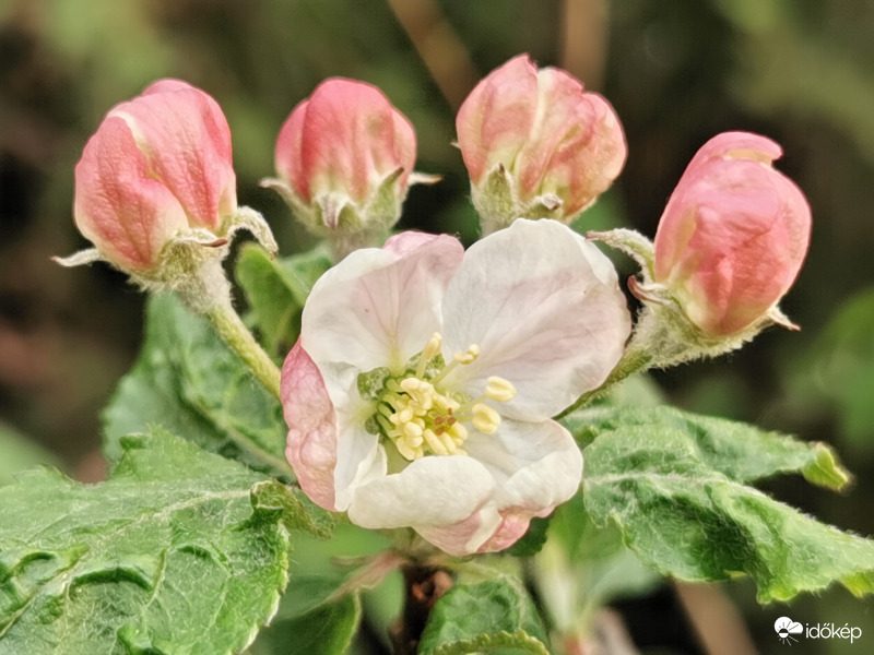 Vadalmafa virága...