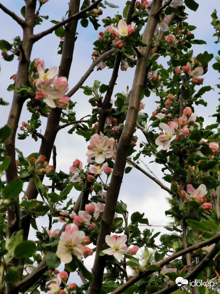 Virágba borul a vadalmafánk...