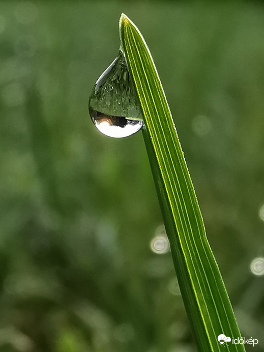 Reggeli harmatcseppben a napkelte...