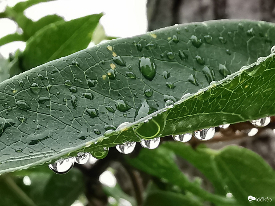 Eső után...