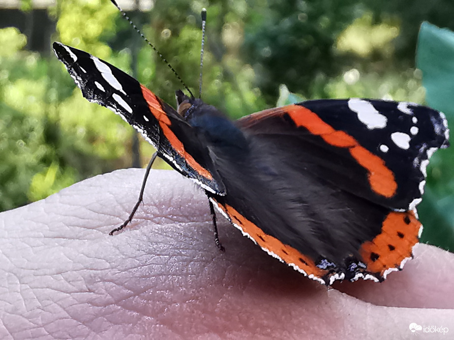 Barátságban egy lepkével... :)