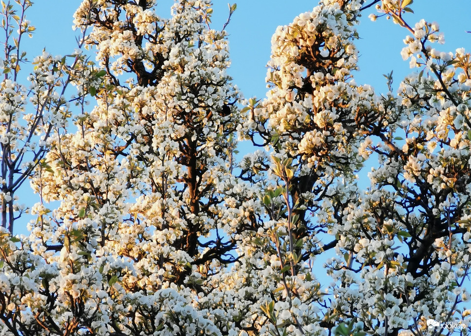 Napsütésben - Vastagon tele virággal a közel 80 éves körtefánk