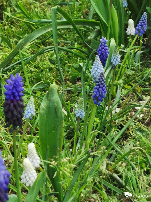 Fürtös gyöngyikéim...