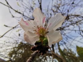 Októberi cseresznyevirág
