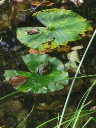 Tatai Fényes Tanösvény