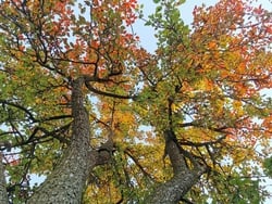 Őszi színek - körtefa