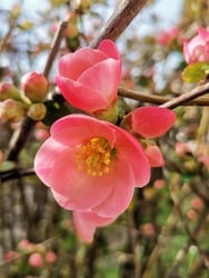 Az év első japánbirs virágai