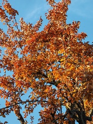 Őszi ruhába öltözött körtefa