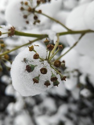 Behavazott borostyán 