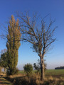Mindszent