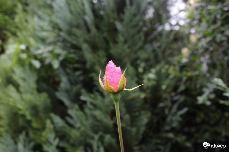 Nem szállnak rám a lepkék.