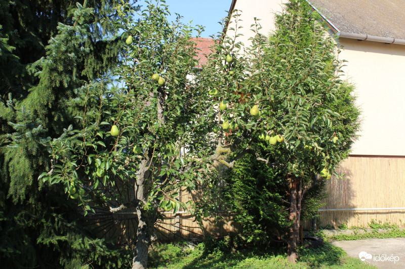 Kis fa, nagy körte