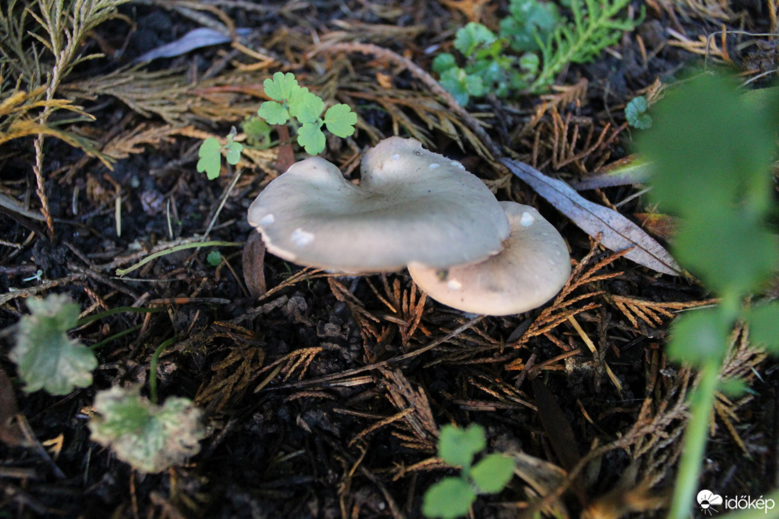 Nem tudom milyen gomba :)