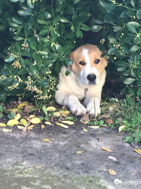 Mazsola-közép ázsiai juhász