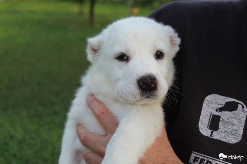Nem jegesmedve, közép ázsiai juhász