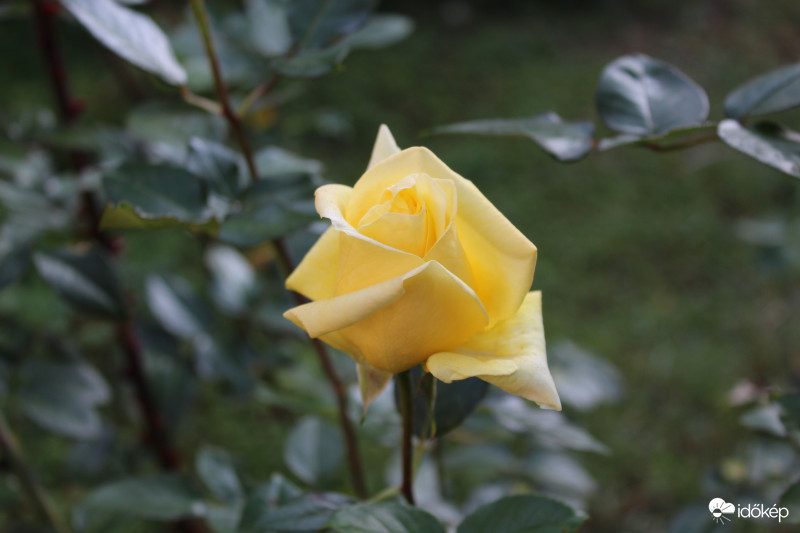 "Őszi" rózsa