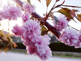 Japán cseresznye