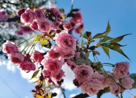 Japán cseresznye 