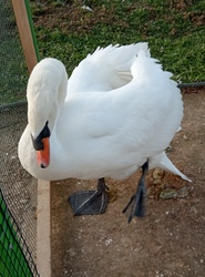 Balatoni madárpark