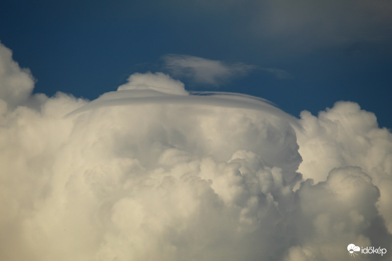 Pileus