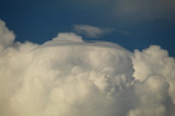 Pileus