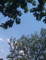 Balatonaliga