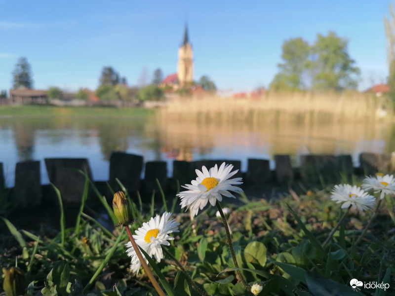 Százszorszép háttérben tóval