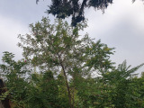 Balmazújváros