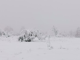 Vác-Nyulas