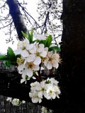 korai cseresznyefa virága