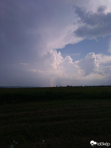 Чорнотисів
