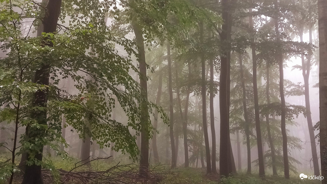 ködös erdő