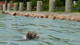 Balaton