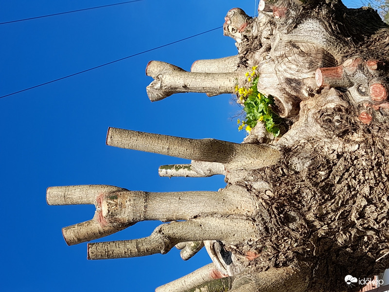 Szépség és a szörnyeteg