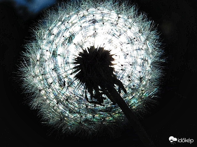 Pitypang napfürdőben