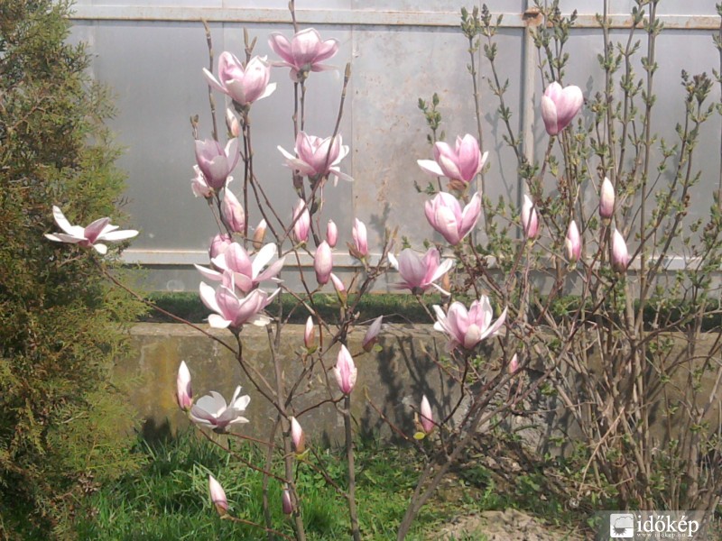  virágzik a magnolia
