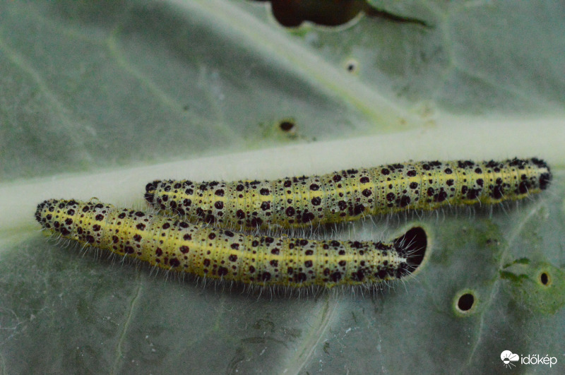 Ebből a káposztából sem jut már nekünk :(