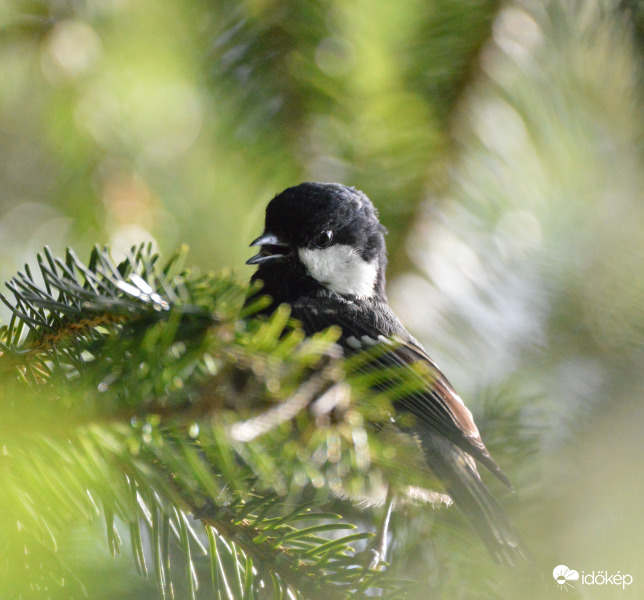 Már nekem is melegem van!