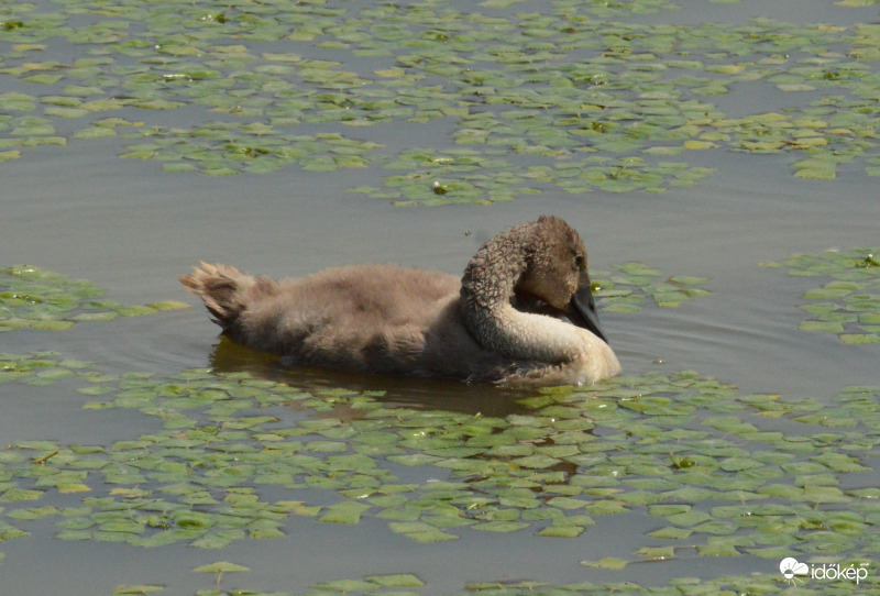 Fiatal bütykös hattyú