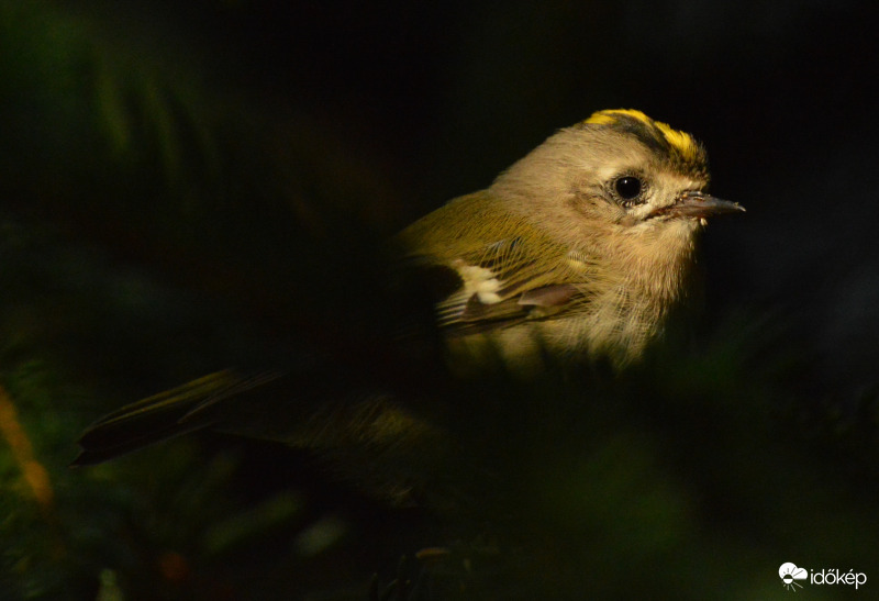 Sárgafejű királyka 