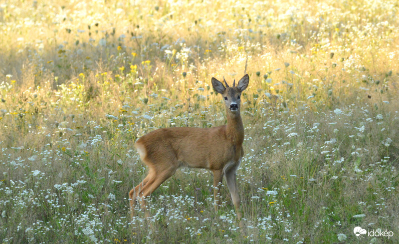 Na, hol maradtak a többiek?