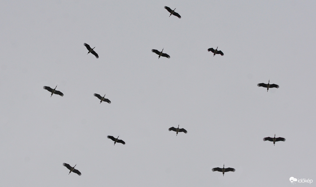 Vonuló fekete gólyák