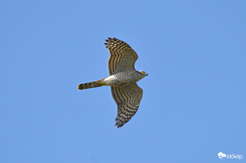 Héja teljes pompában