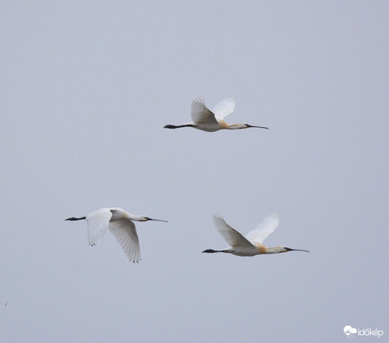 Egyre több a hazatérő